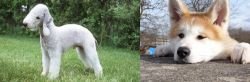 Bedlington Terrier vs Akita - Breed Comparison