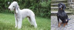 Bedlington Terrier vs Austrian Black and Tan Hound - Breed Comparison