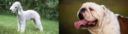 Bedlington Terrier vs English Bulldog - Breed Comparison