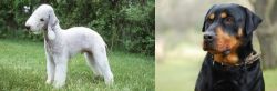 Bedlington Terrier vs Rottweiler - Breed Comparison