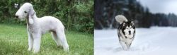 Bedlington Terrier vs Siberian Husky - Breed Comparison
