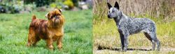 Belgian Griffon vs Australian Stumpy Tail Cattle Dog - Breed Comparison