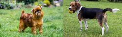 Belgian Griffon vs Beaglier - Breed Comparison
