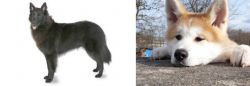 Belgian Shepherd vs Akita - Breed Comparison
