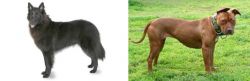 Belgian Shepherd vs American Pit Bull Terrier - Breed Comparison