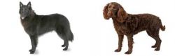 Belgian Shepherd vs American Water Spaniel - Breed Comparison