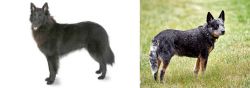 Belgian Shepherd vs Austrailian Blue Heeler - Breed Comparison