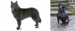 Belgian Shepherd vs Austrian Black and Tan Hound - Breed Comparison