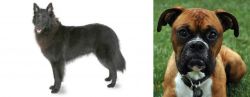Belgian Shepherd vs Boxer - Breed Comparison