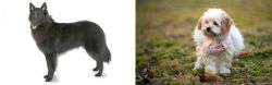 Belgian Shepherd vs West Highland White Terrier - Breed Comparison