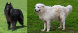 Belgian Shepherd Dog (Groenendael) vs Abruzzenhund - Breed Comparison