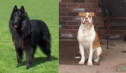 Belgian Shepherd Dog (Groenendael) vs Alapaha Blue Blood Bulldog - Breed Comparison