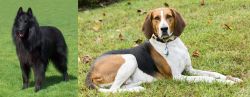 Belgian Shepherd Dog (Groenendael) vs American English Coonhound - Breed Comparison