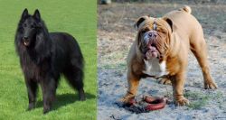 Belgian Shepherd Dog (Groenendael) vs Australian Bulldog - Breed Comparison