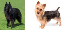 Belgian Shepherd Dog (Groenendael) vs Australian Terrier - Breed Comparison