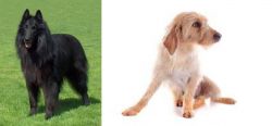Belgian Shepherd Dog (Groenendael) vs Basset Fauve de Bretagne - Breed Comparison