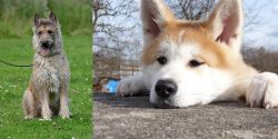 Belgian Shepherd Dog (Laekenois) vs Akita - Breed Comparison
