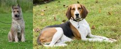 Belgian Shepherd Dog (Laekenois) vs American English Coonhound - Breed Comparison