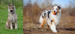 Belgian Shepherd Dog (Laekenois) vs Australian Shepherd - Breed Comparison
