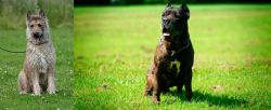 Belgian Shepherd Dog (Laekenois) vs Bandog - Breed Comparison