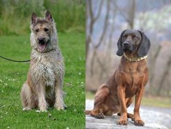 Belgian Shepherd Dog (Laekenois) vs Bavarian Mountain Hound - Breed Comparison