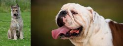 Belgian Shepherd Dog (Laekenois) vs English Bulldog - Breed Comparison