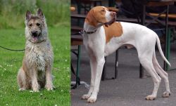 Belgian Shepherd Dog (Laekenois) vs English Pointer - Breed Comparison