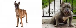 Belgian Shepherd Dog (Malinois) vs American Bully - Breed Comparison