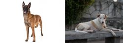 Belgian Shepherd Dog (Malinois) vs Askal - Breed Comparison