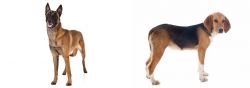 Belgian Shepherd Dog (Malinois) vs Beagle-Harrier - Breed Comparison