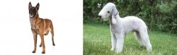 Belgian Shepherd Dog (Malinois) vs Bedlington Terrier - Breed Comparison