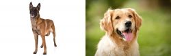 Belgian Shepherd Dog (Malinois) vs Golden Retriever - Breed Comparison