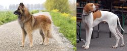 Belgian Shepherd Dog (Tervuren) vs English Pointer - Breed Comparison