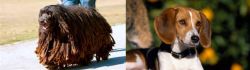Bergamasco vs American Foxhound - Breed Comparison