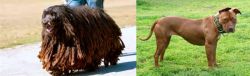Bergamasco vs American Pit Bull Terrier - Breed Comparison