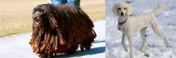 Bergamasco vs Poodle - Breed Comparison