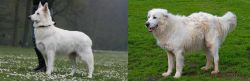 Berger Blanc Suisse vs Abruzzenhund - Breed Comparison