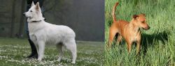 Berger Blanc Suisse vs Africanis - Breed Comparison