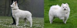 Berger Blanc Suisse vs American Eskimo Dog - Breed Comparison