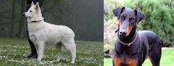 Berger Blanc Suisse vs Doberman Pinscher - Breed Comparison