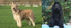 Berger Picard vs American Cocker Spaniel - Breed Comparison