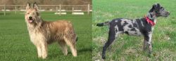 Berger Picard vs Atlas Terrier - Breed Comparison