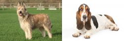 Berger Picard vs Basset Hound - Breed Comparison