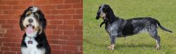 Bernedoodle vs Basset Bleu de Gascogne - Breed Comparison