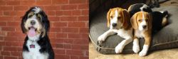 Bernedoodle vs Beagle - Breed Comparison