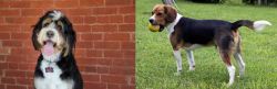 Bernedoodle vs Beaglier - Breed Comparison
