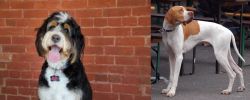 Bernedoodle vs English Pointer - Breed Comparison