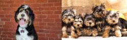 Bernedoodle vs Yorkshire Terrier - Breed Comparison