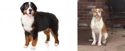 Bernese Mountain Dog vs Alapaha Blue Blood Bulldog - Breed Comparison