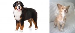 Bernese Mountain Dog vs Alopekis - Breed Comparison